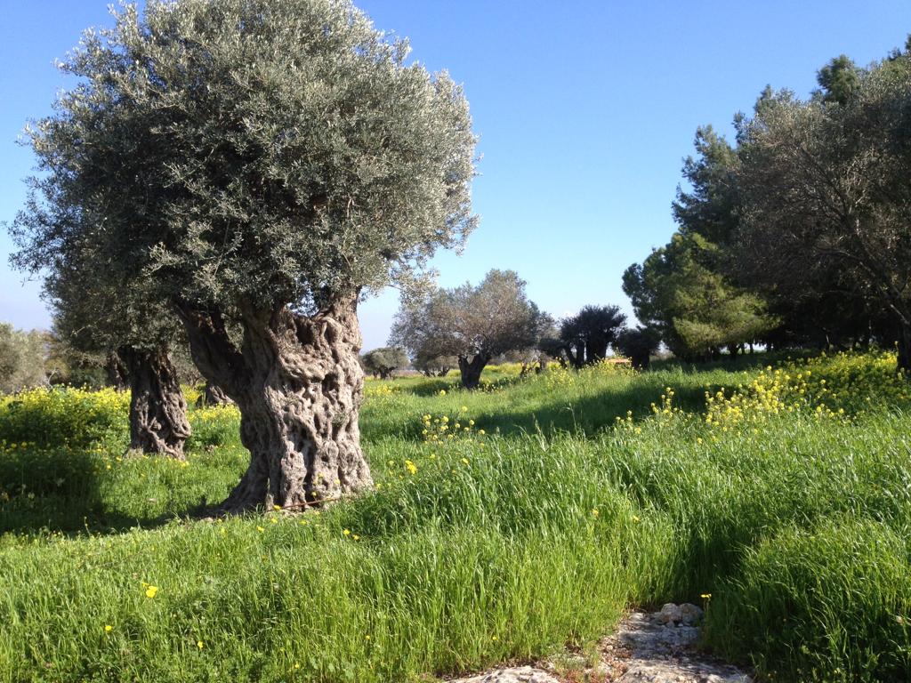 Olive trees of Afek