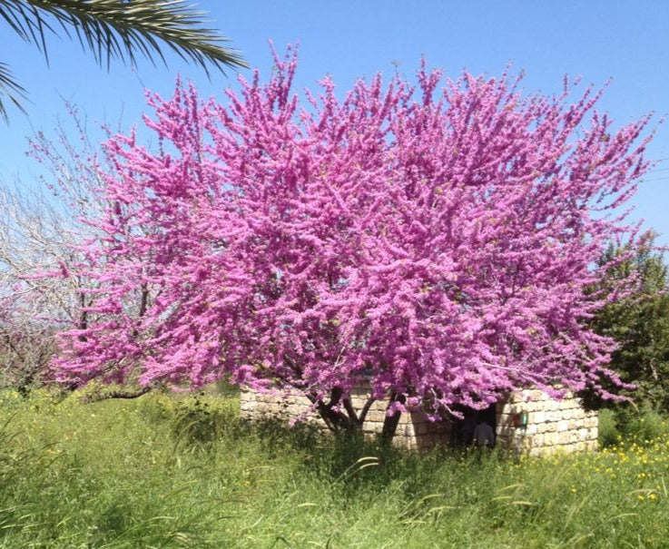 פריחה בשמורת אפק