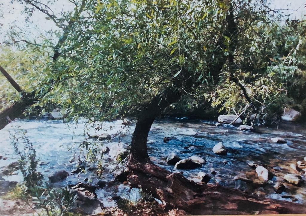 Watercourse tree